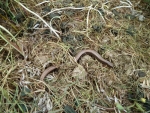  Slow worm found during survey