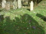 Dissenters General Cemetery and Chapel Crocus brighten early Spring