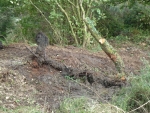  One of the huge willow roots removed