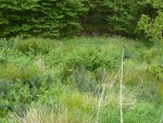  Lower bog after clearance 2012